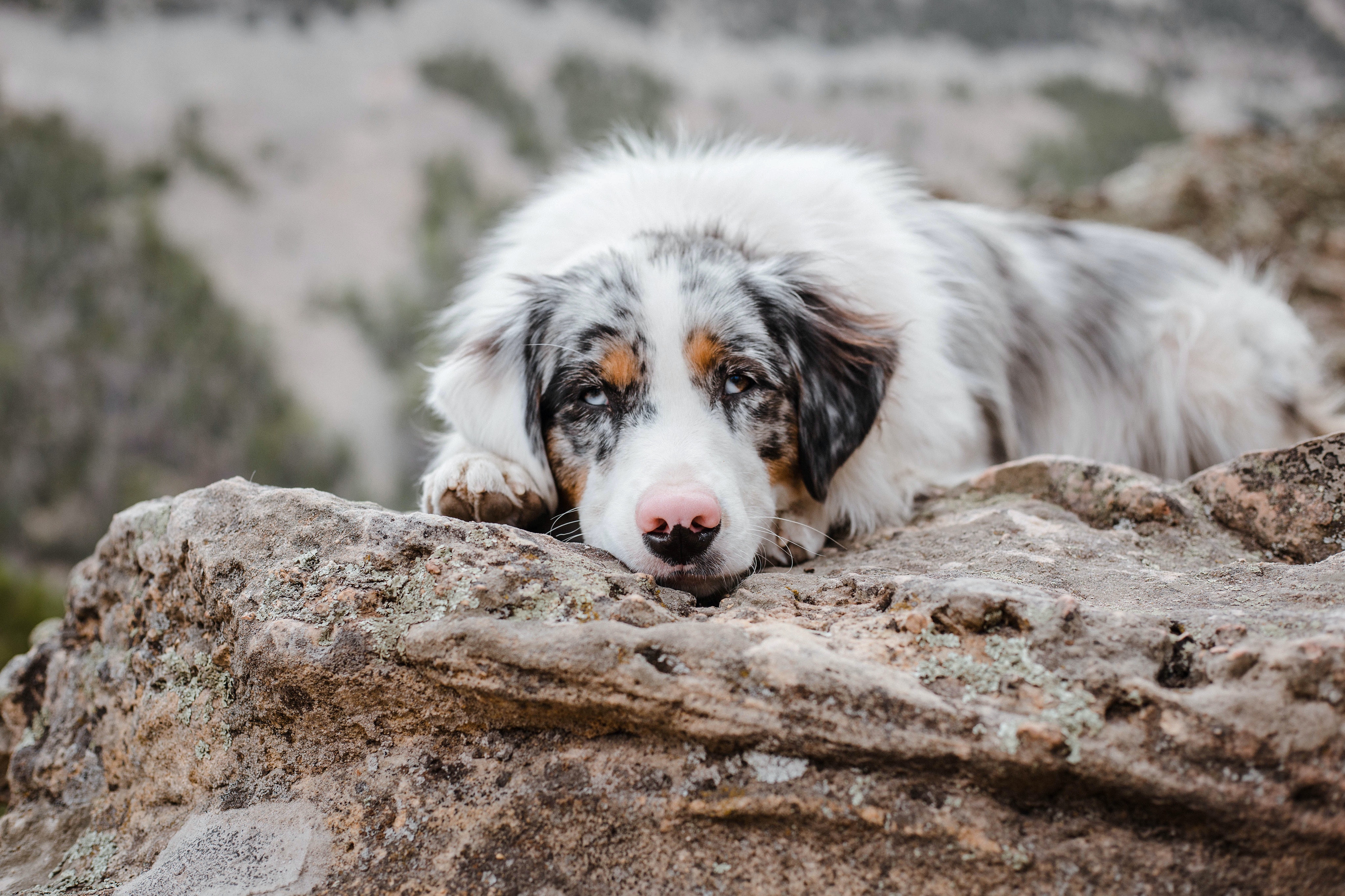 Miniature Australian Shepherd Information and Pictures - PetGuide