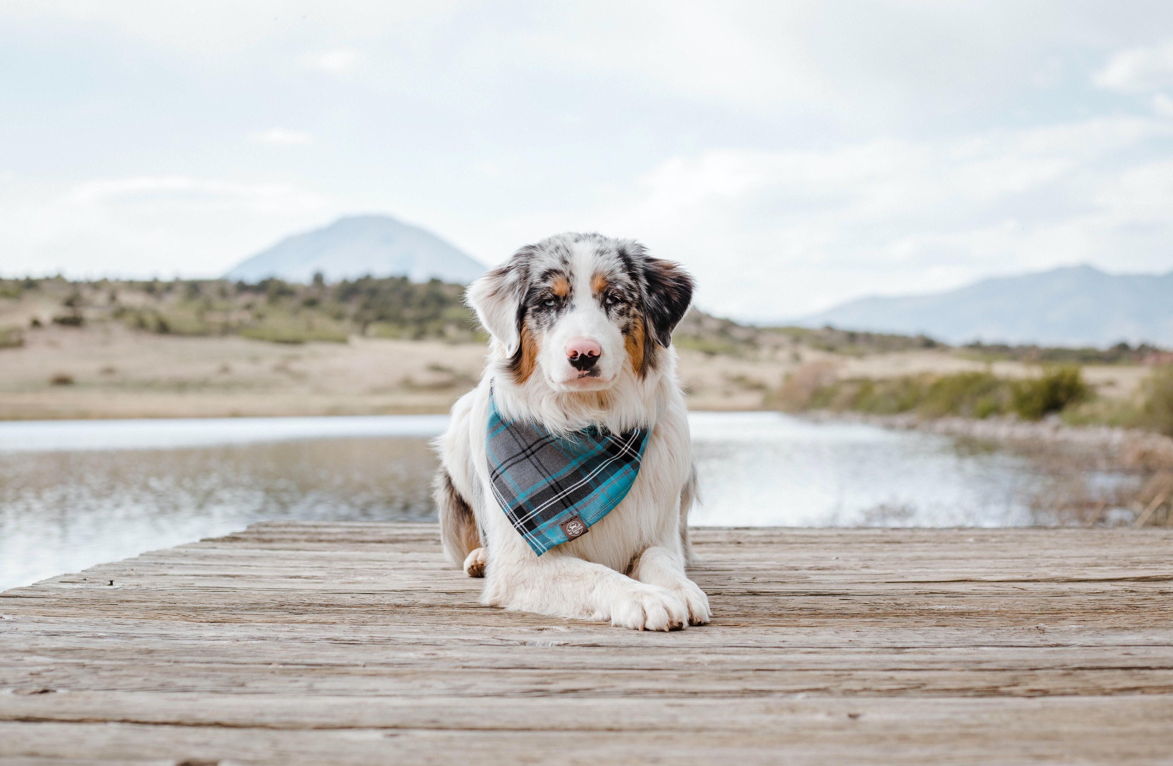 The Ultimate Guide to Caring for an Australian Shepherd