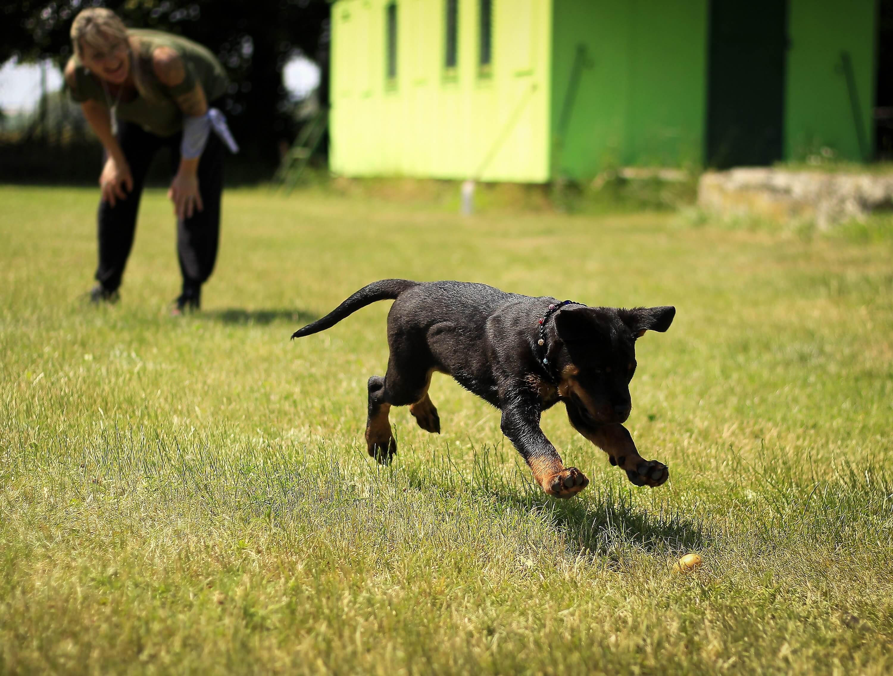 service dog trainer