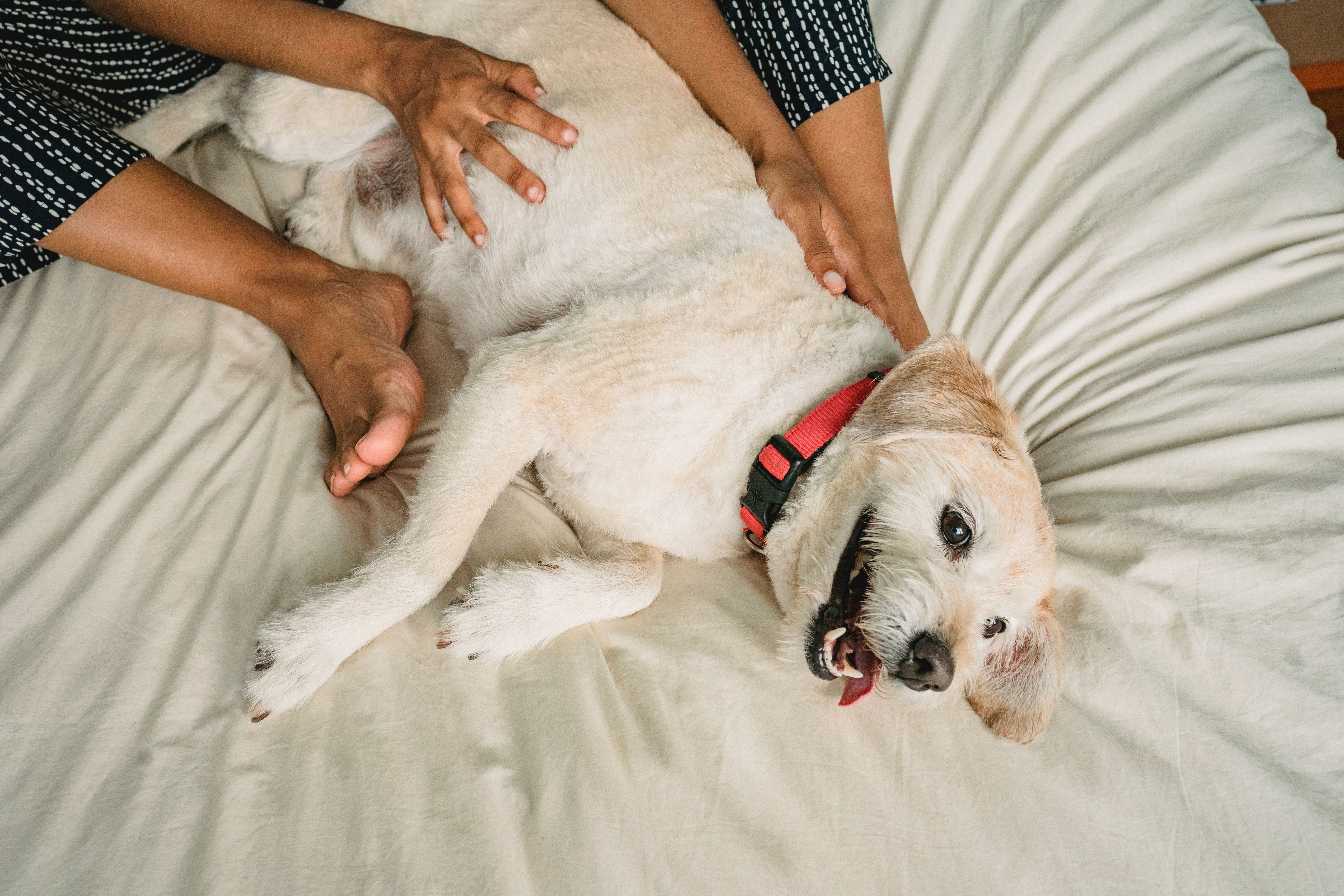 service dog training