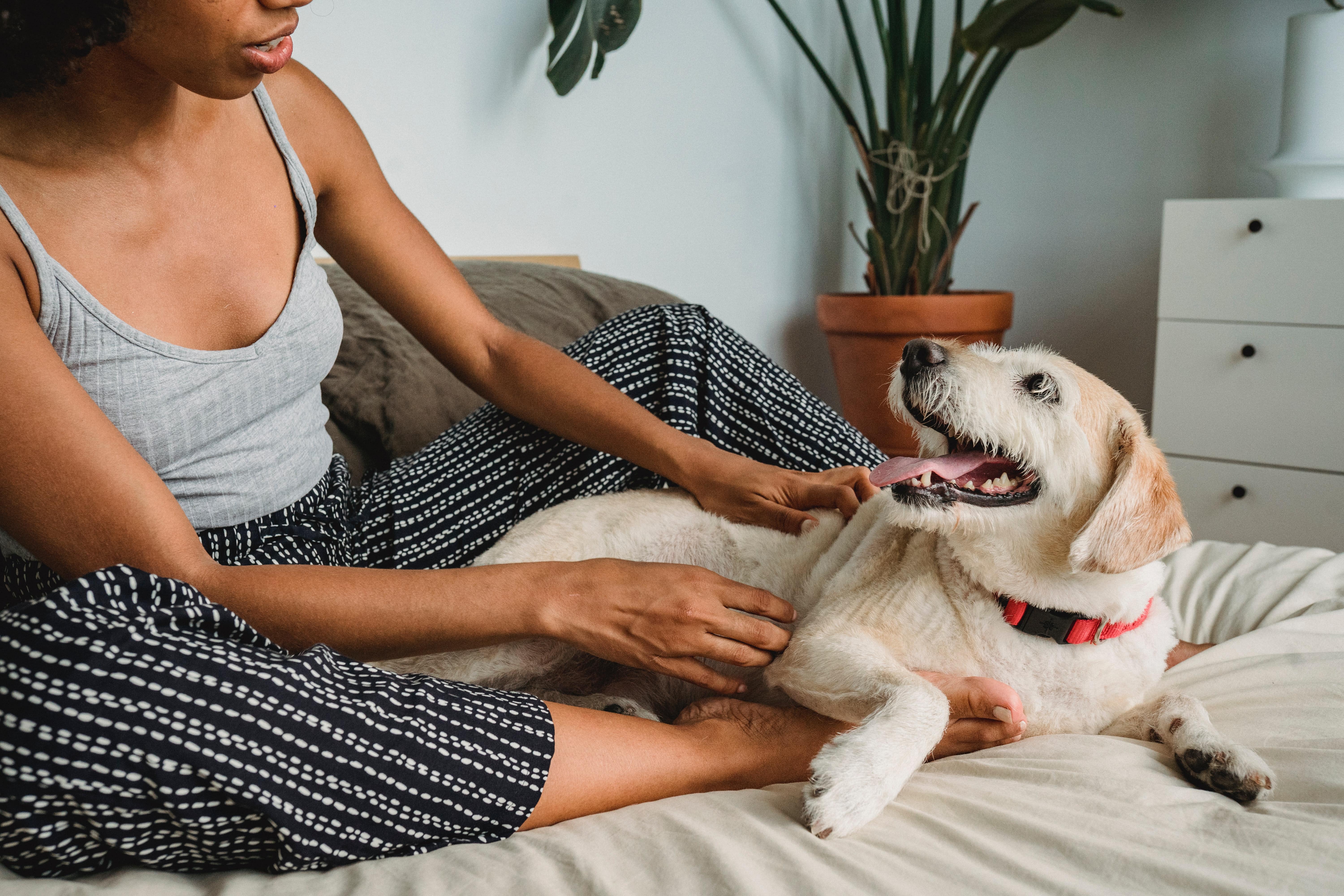 Therapy Dog Training