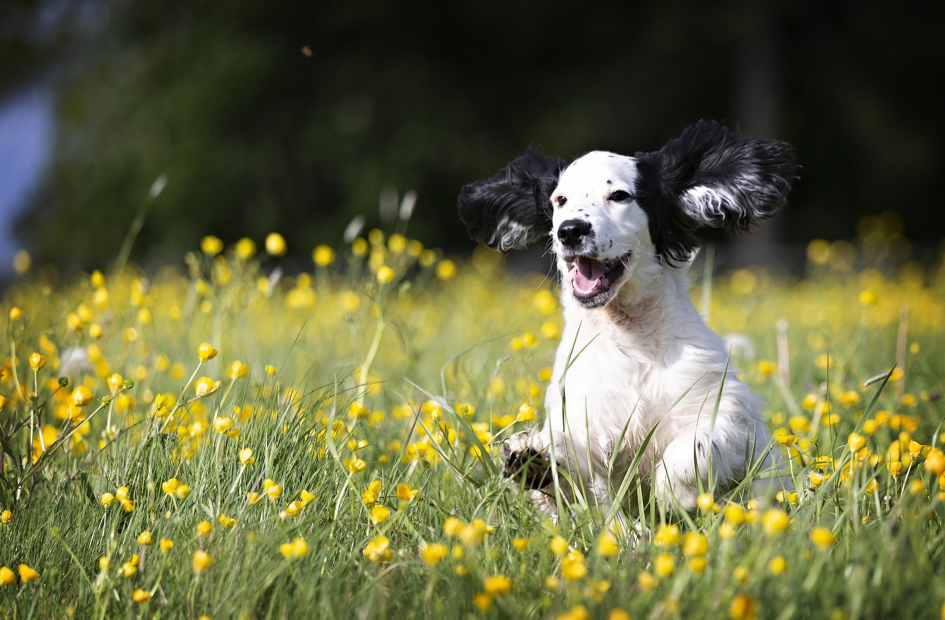 positive-reinforcement-dog-training