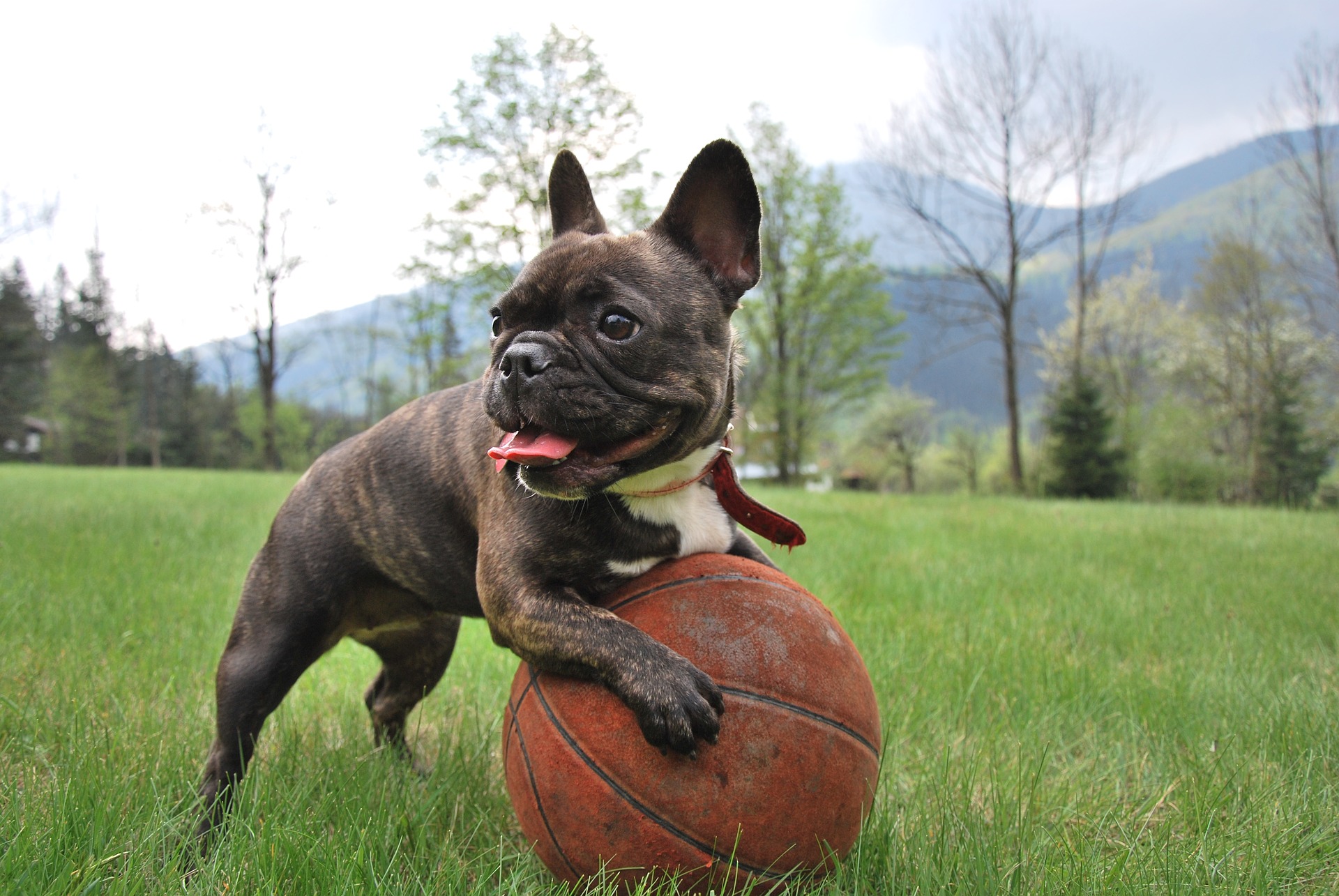 french-bulldog-breed