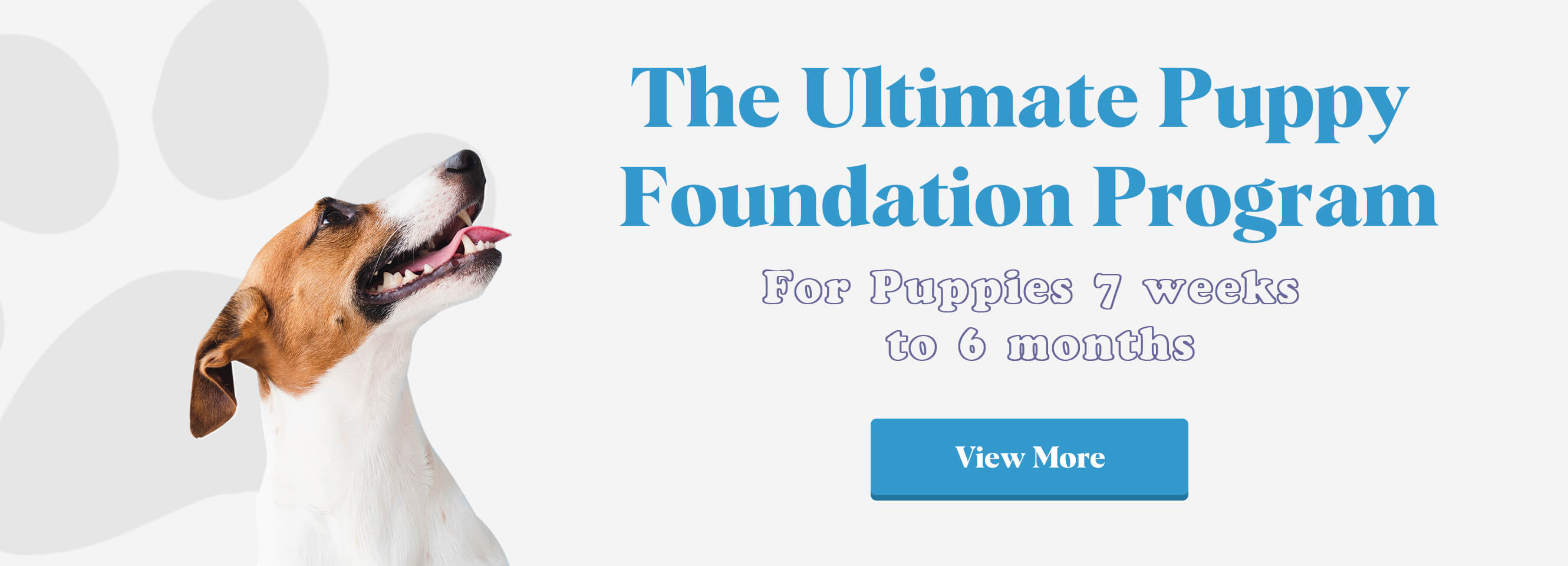 Beyond Puppy Basics: Try Puppy-Safe Sport Foundation Games