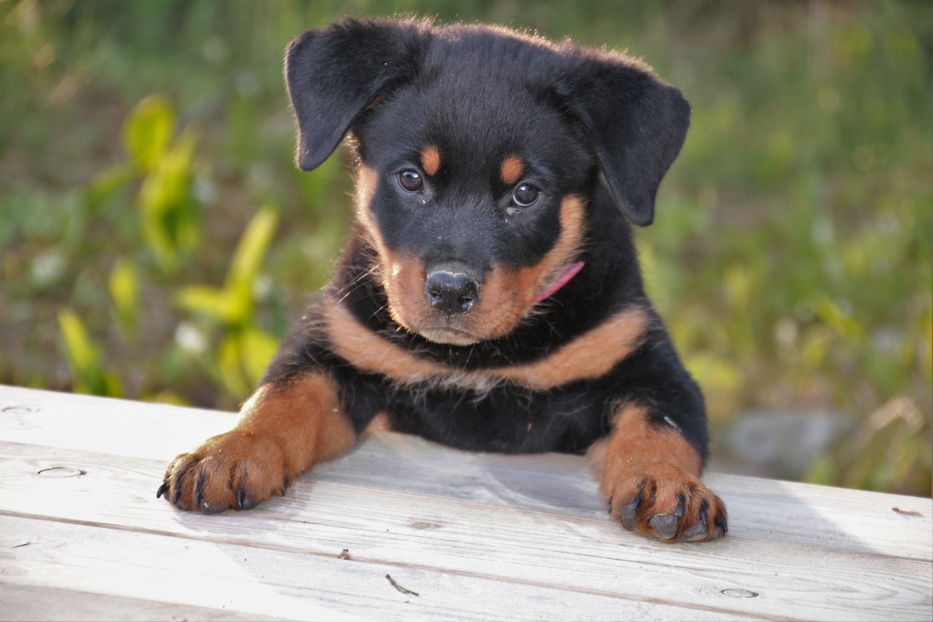 rottweiler