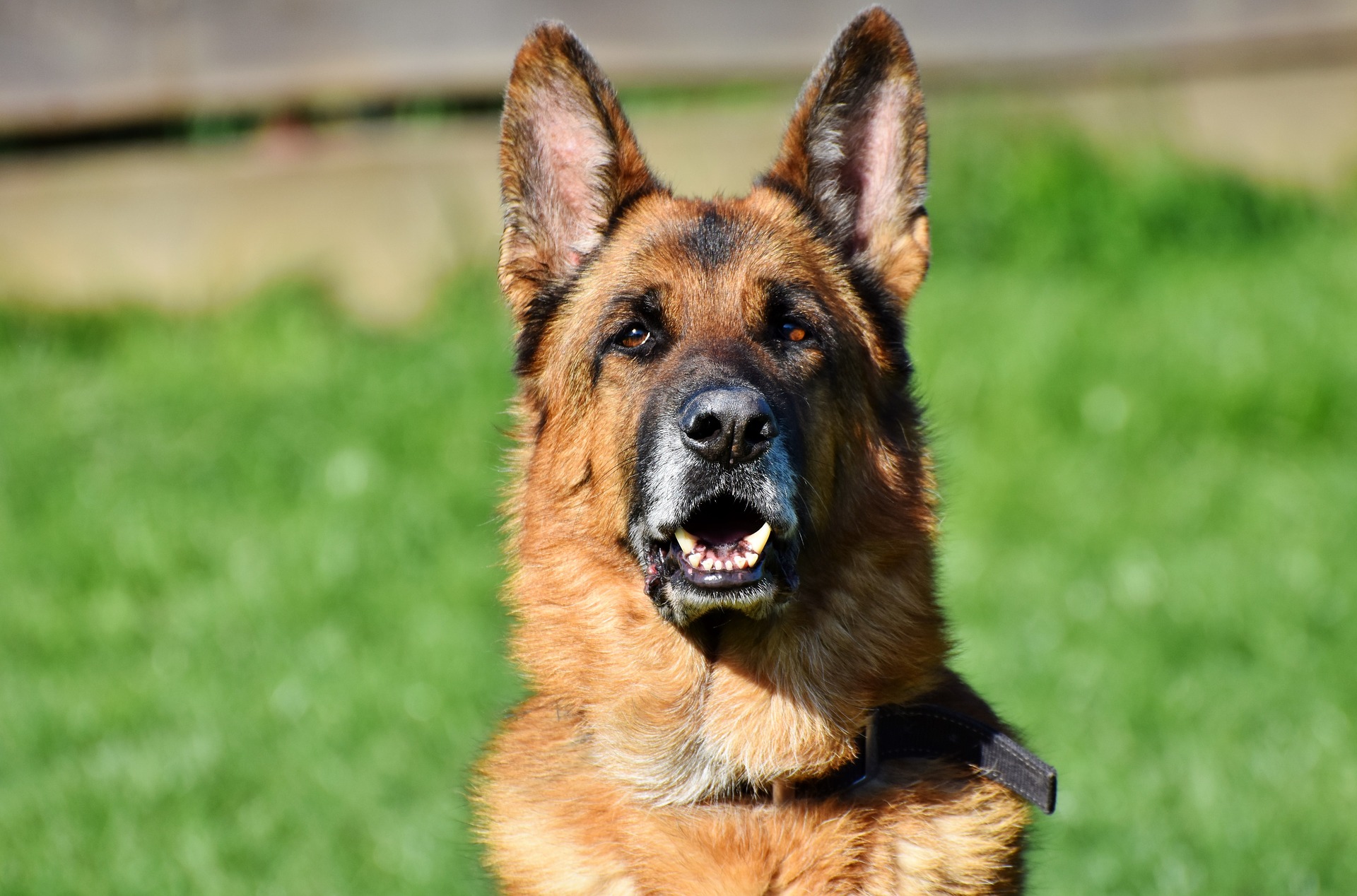 best-service-dog-breeds