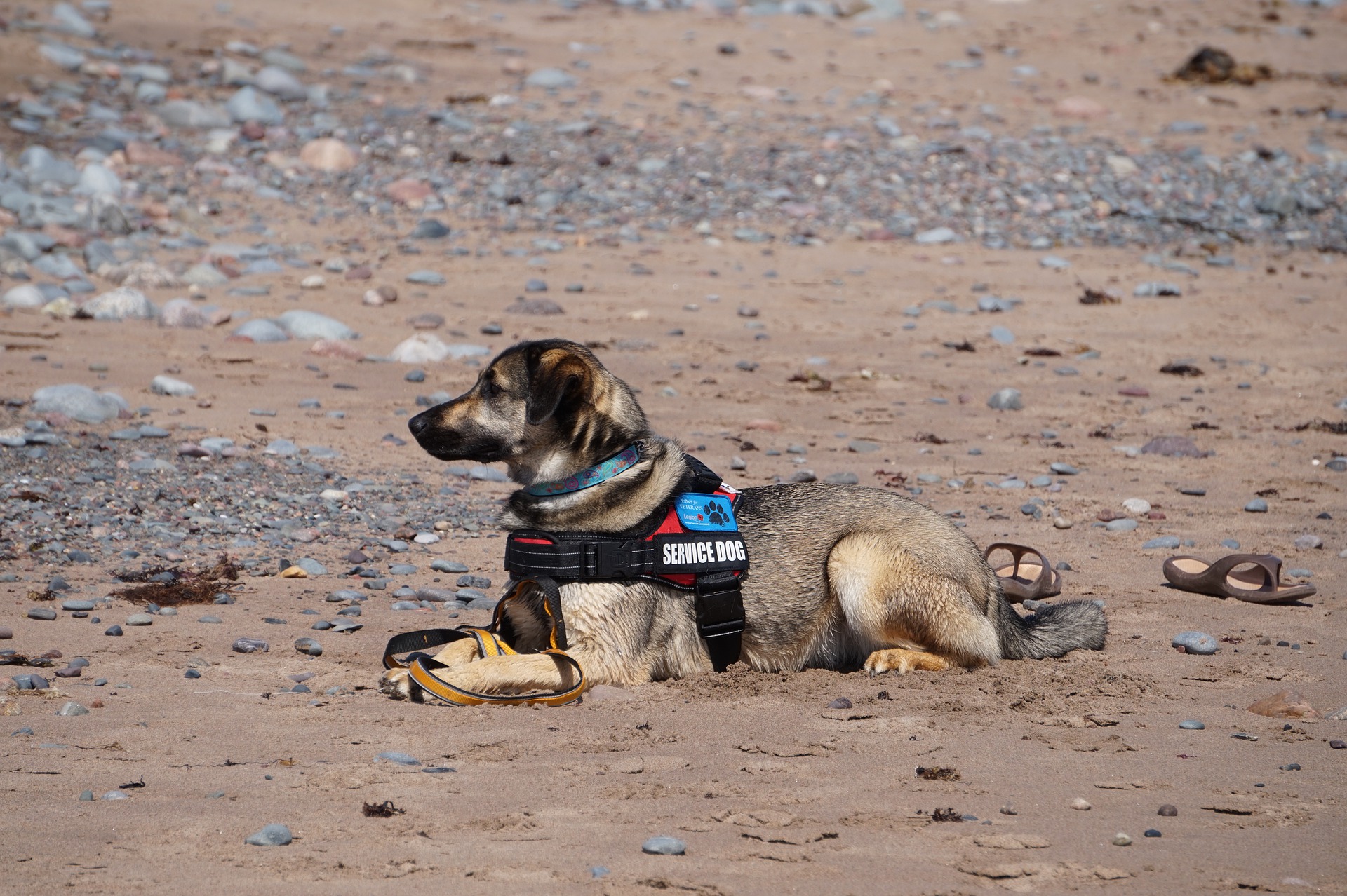 diabetic-service-dogs