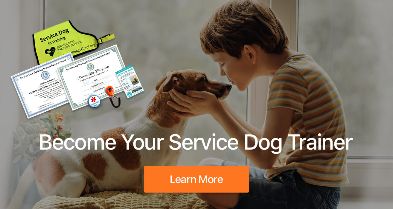 service dog trainer