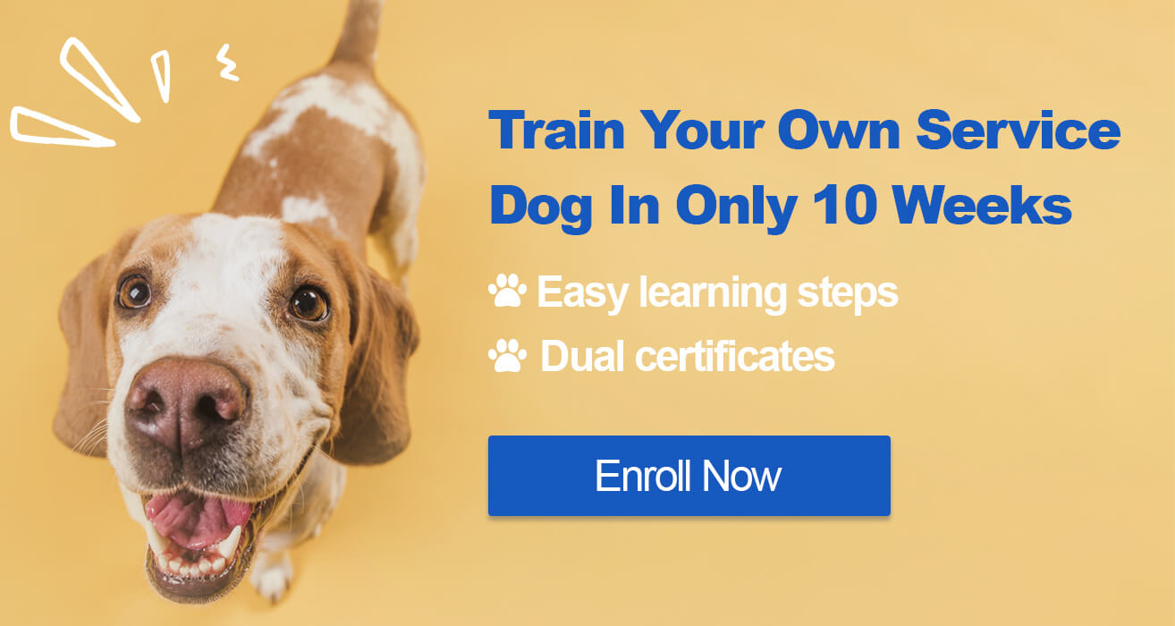 service dog training online