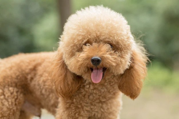 Small hypoallergenic dogs
