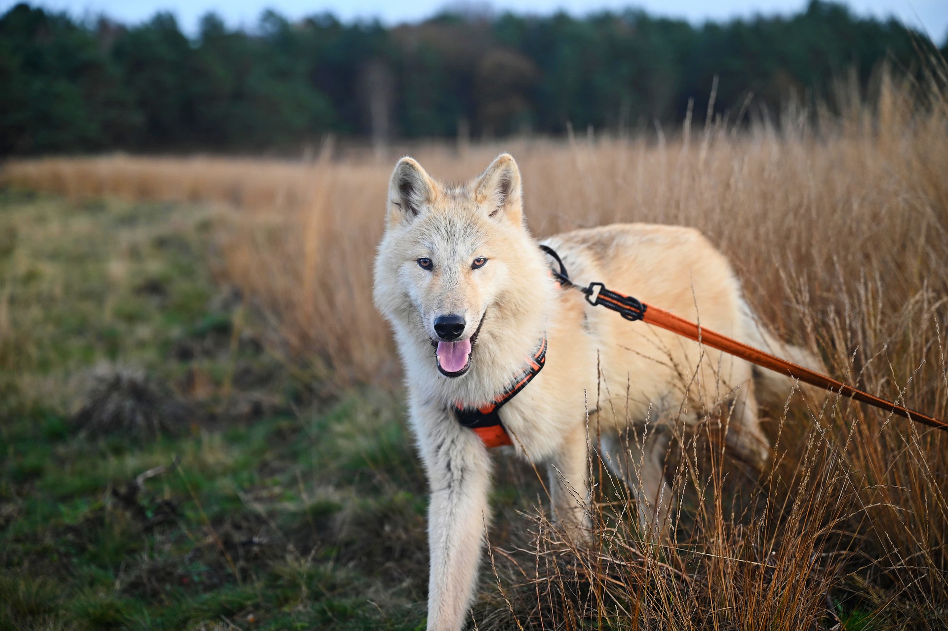 what-dog-has-strongest-bite-force