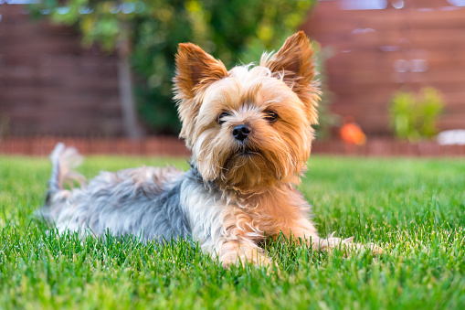 Small hypoallergenic dogs