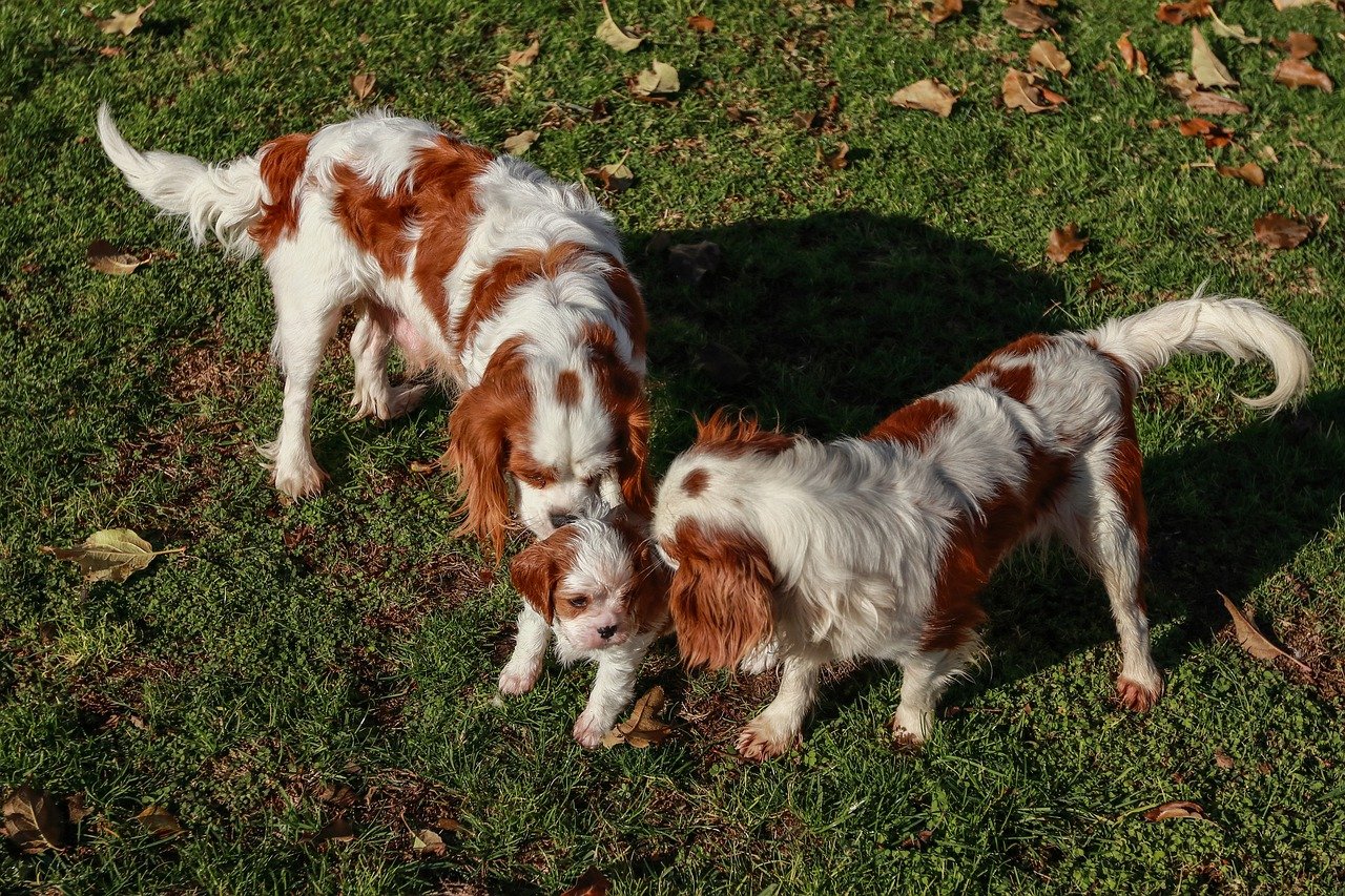 do dogs recognize their mothers