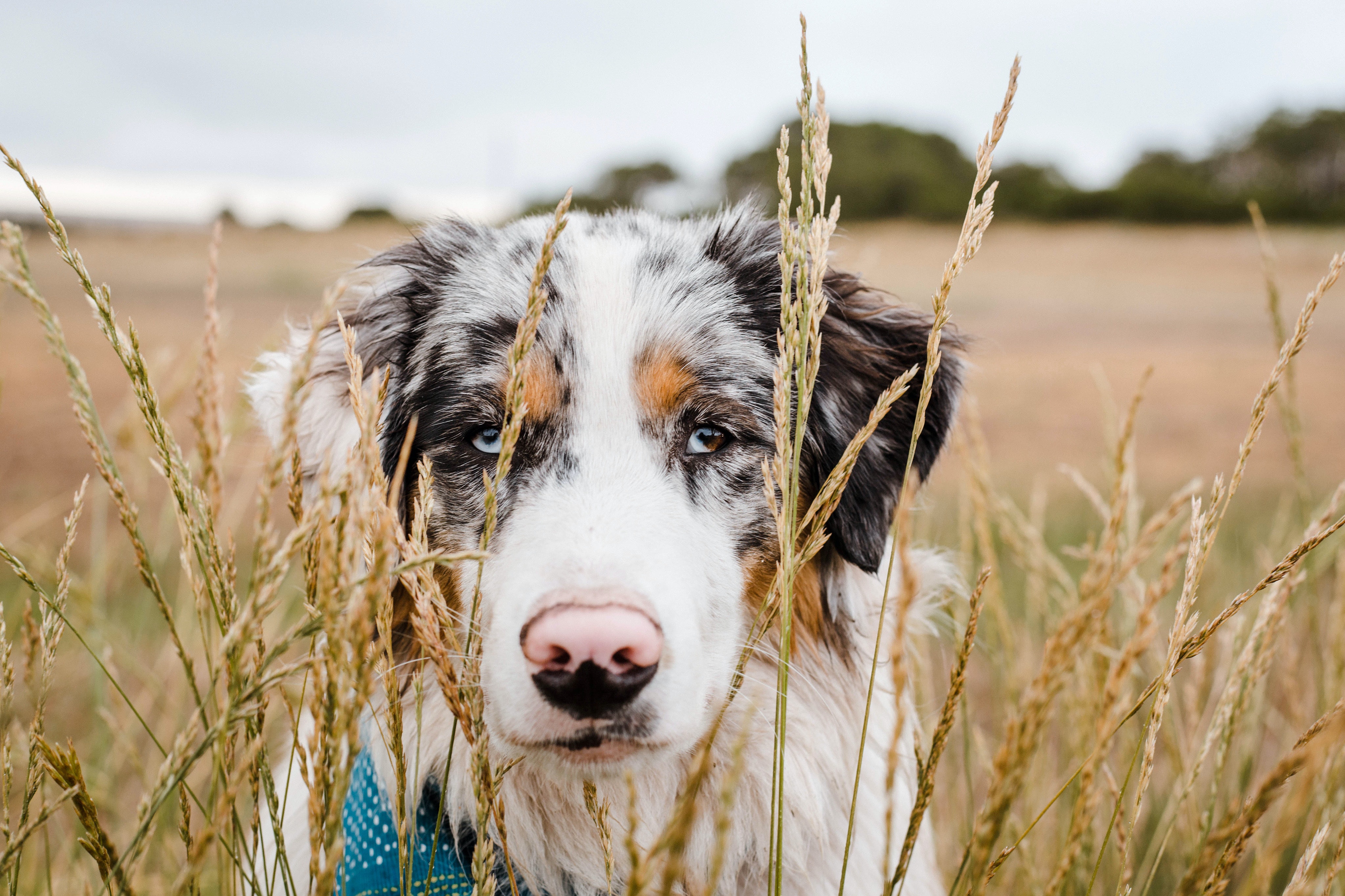 Small dog breeder of high quality Toy Australian Shepherds