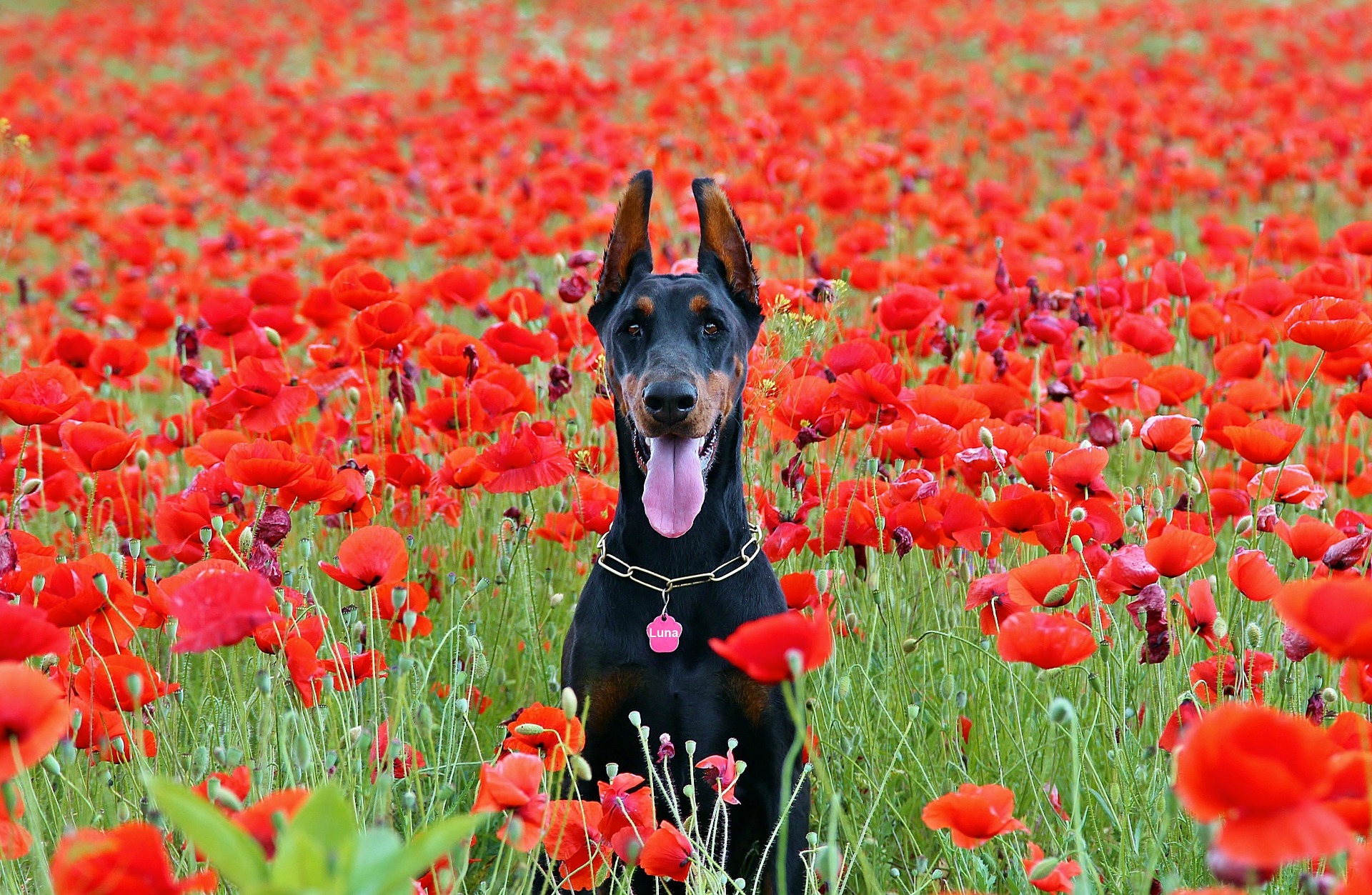 when do doberman get adult teeth