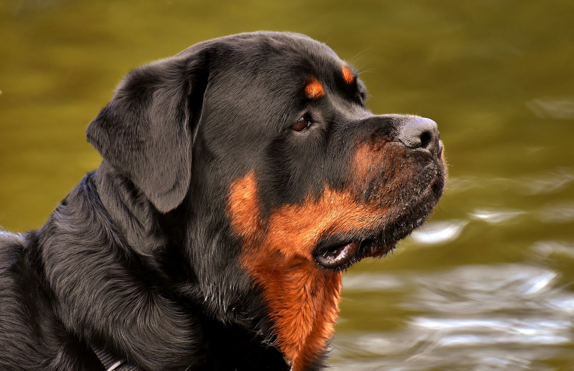 are female rottweilers good guard dogs