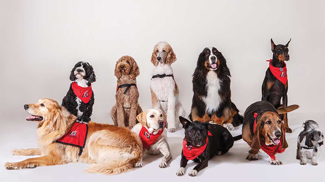 What Is Therapy Dog Training