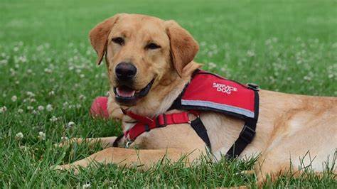 How Can a Service Dog Help Someone With POTS?