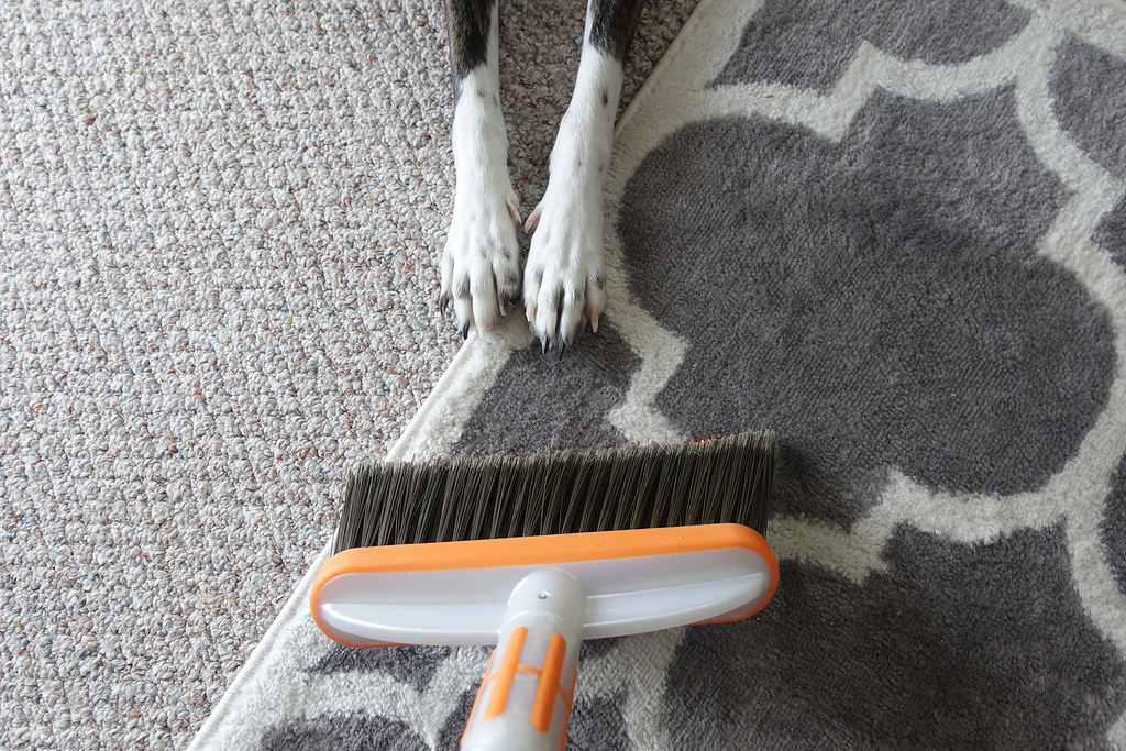 How to Clean Dog’s Poop Out of the Carpet