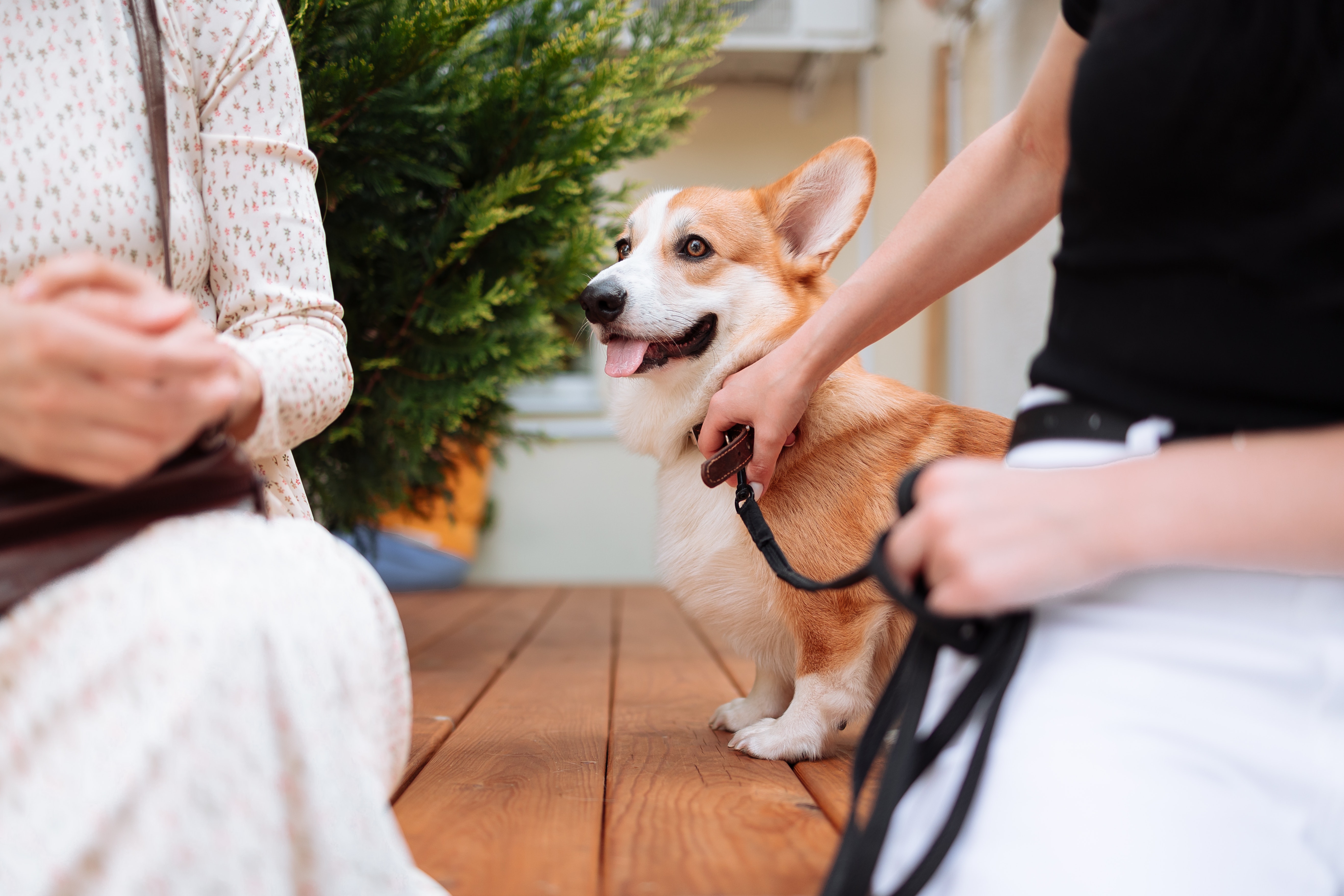 How to Get a Diabetic Service Dog for Free: Essential Guide