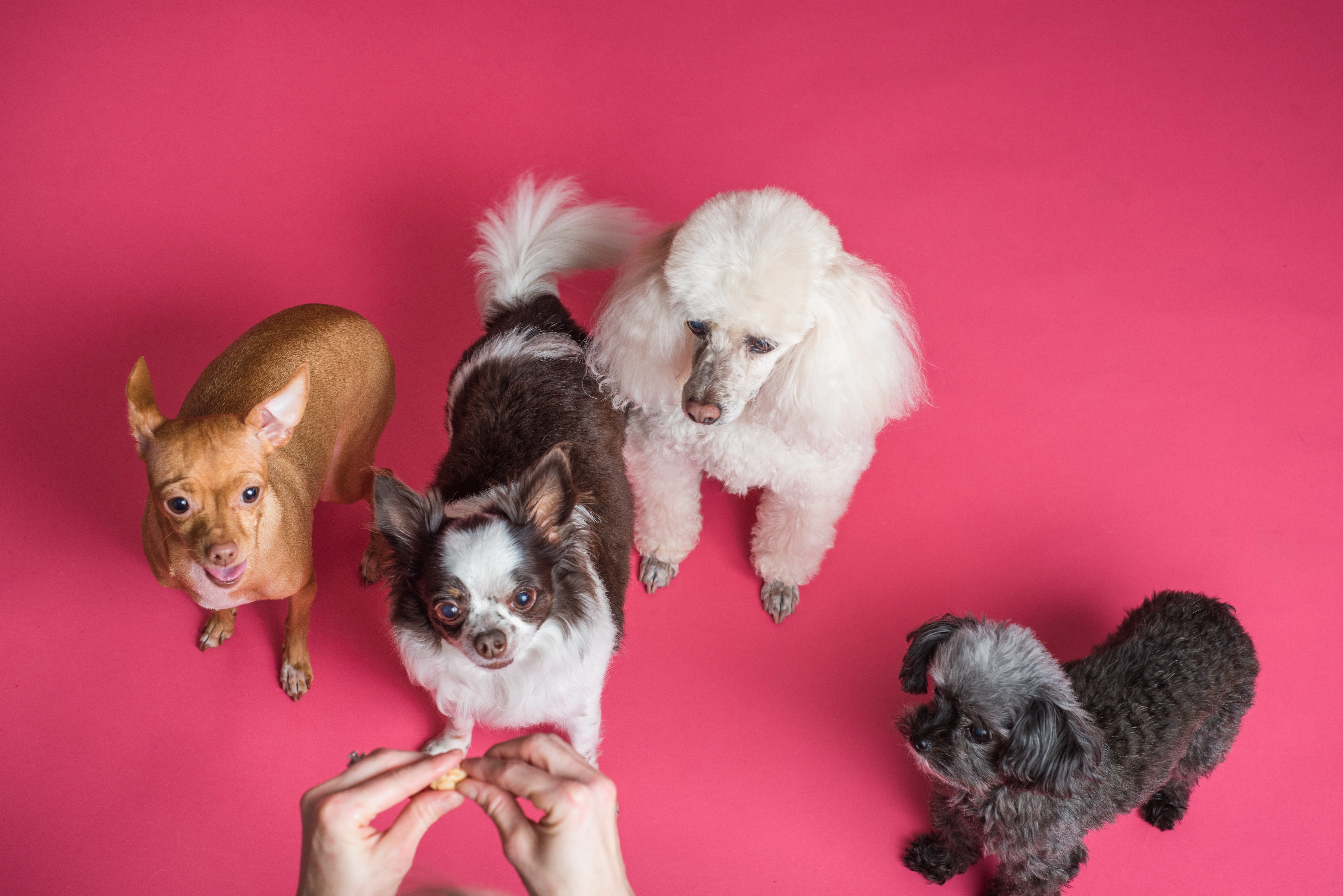 do dogs like being therapy dogs