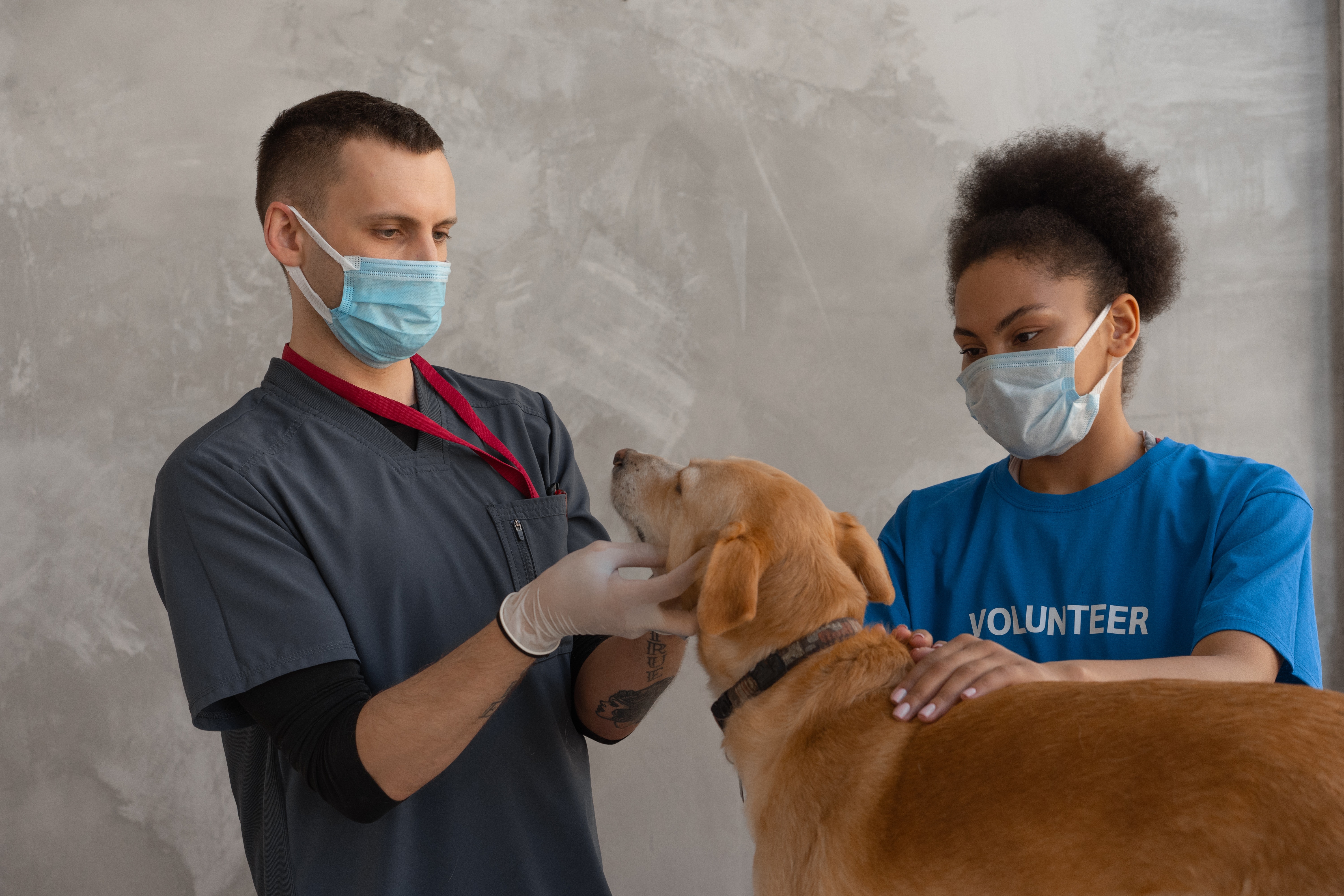 do dogs really need kennel cough vaccine