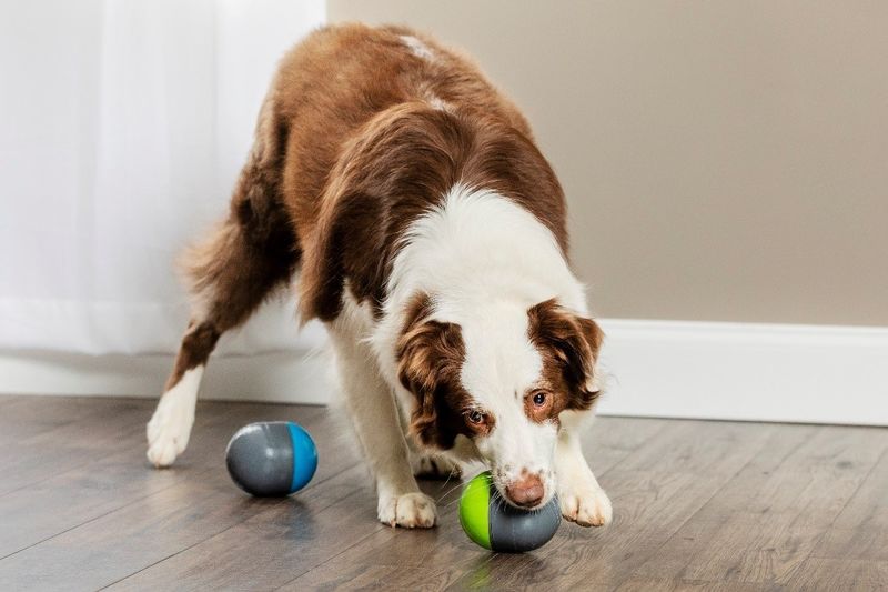 SMART DOG TOYS - Best Toys for Intelligence 