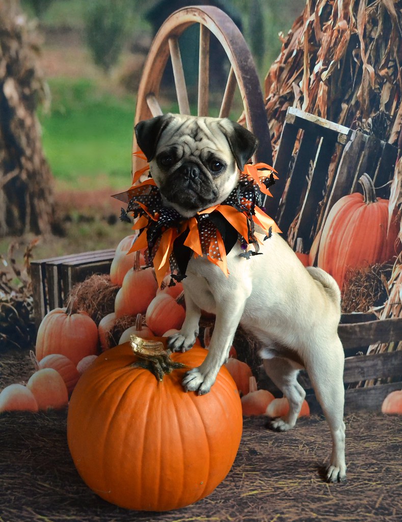 Pumpkin for Dogs: Health Benefits and Guide — Pumpkin®