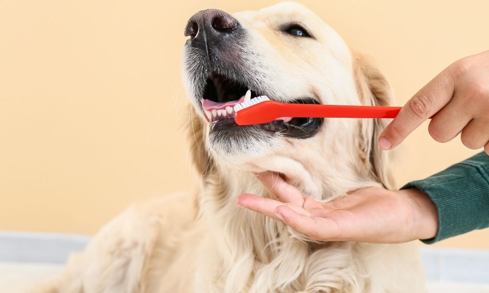 What Can Cause Bad Breath In Dogs