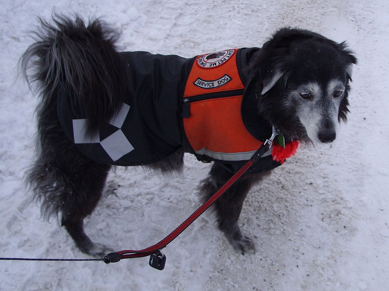 Cheap Service Dog DO NOT Pet Patch THERAPY DOG DISTRACT Medical