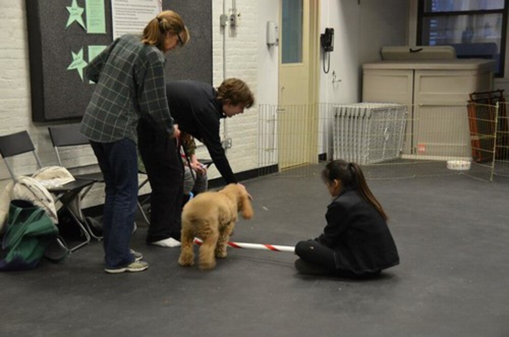 Louisville  Zoom Room Dog Training