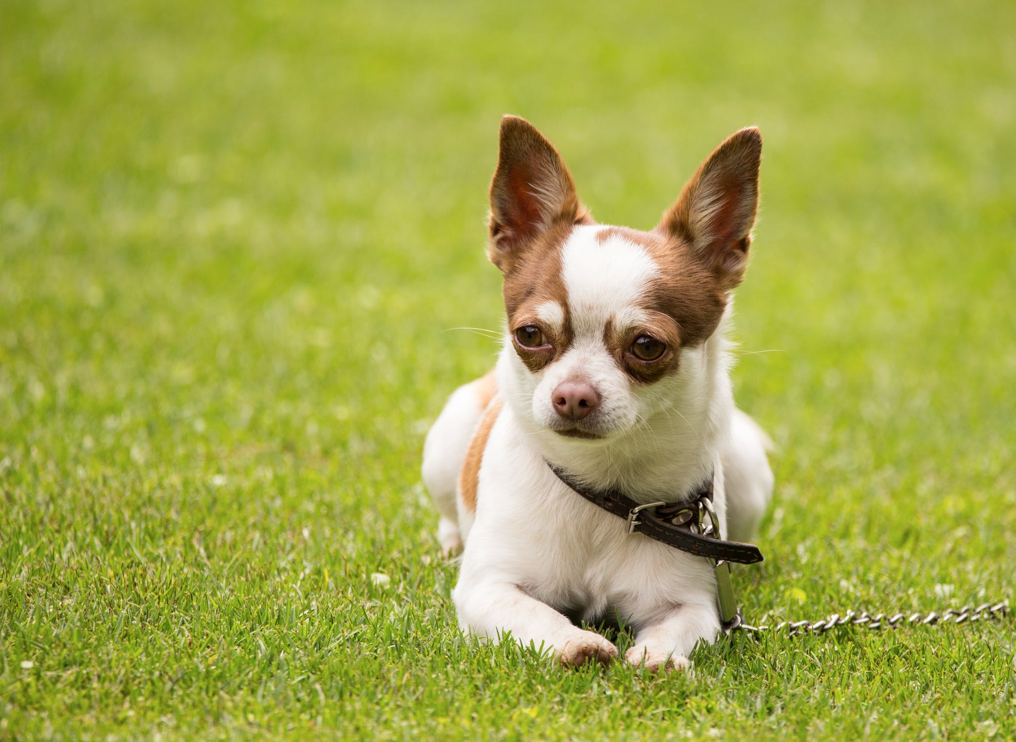 Providing Your Chihuahua With Proper Toys - Chihuahua Training Tips