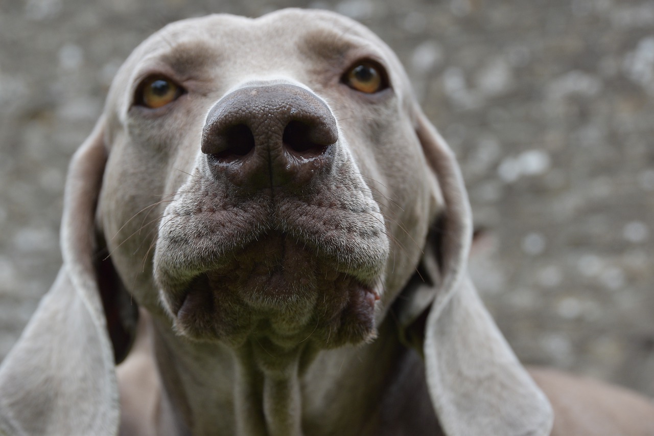 Can You Make A Dog S Ears Floppy