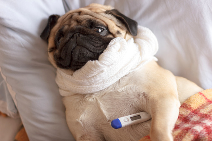 can humans get sick from dog flu