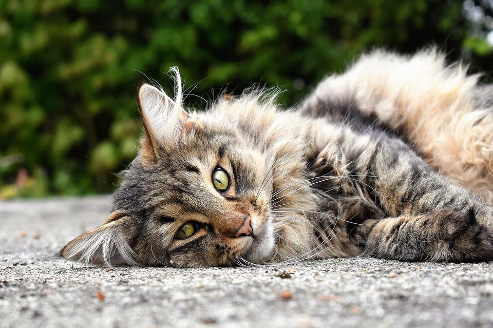17 Cute Long-Haired Cat Breeds
