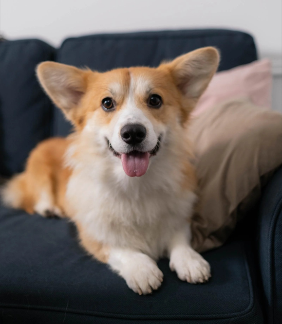 The Ultimate Corgi Guide, Behaviour, Personality, Common issues