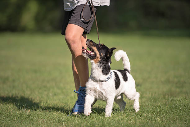 How to Teach a Dog to Heel: Getting Your Dog to Walk Alongside You!