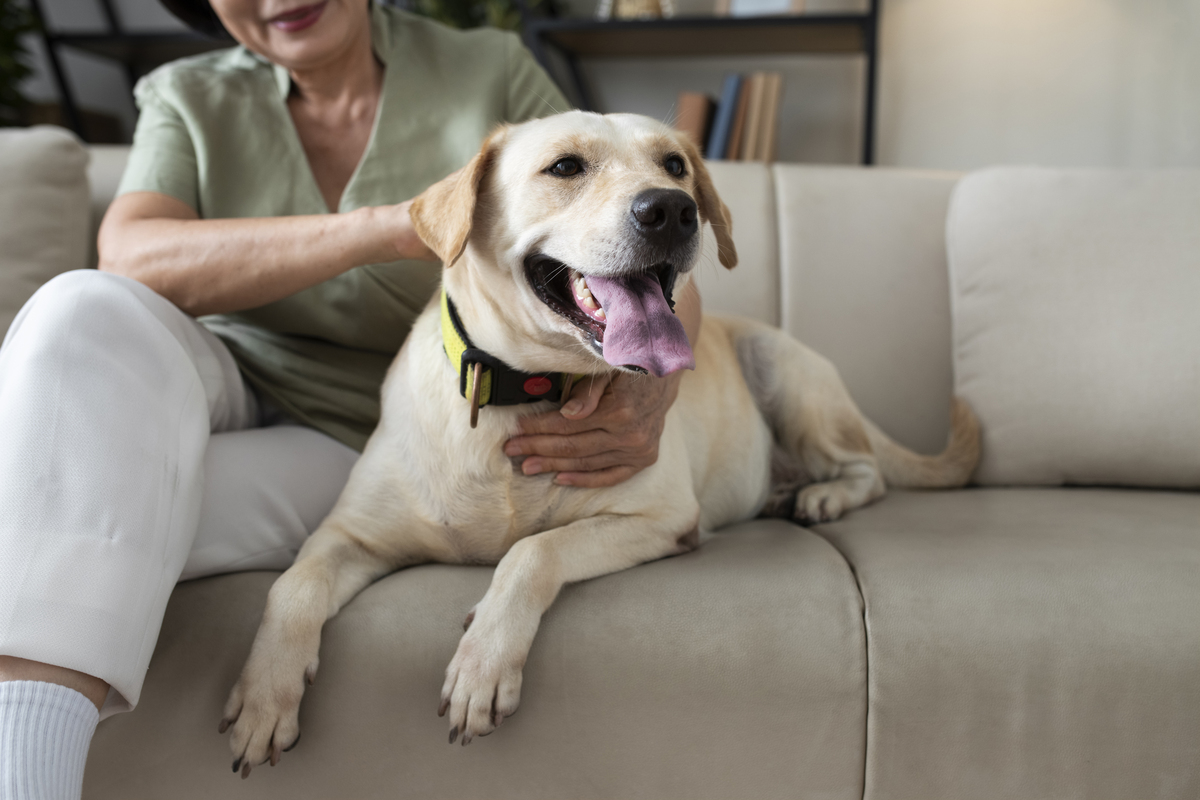 What Are Psychiatric Service Dogs Trained To Do 