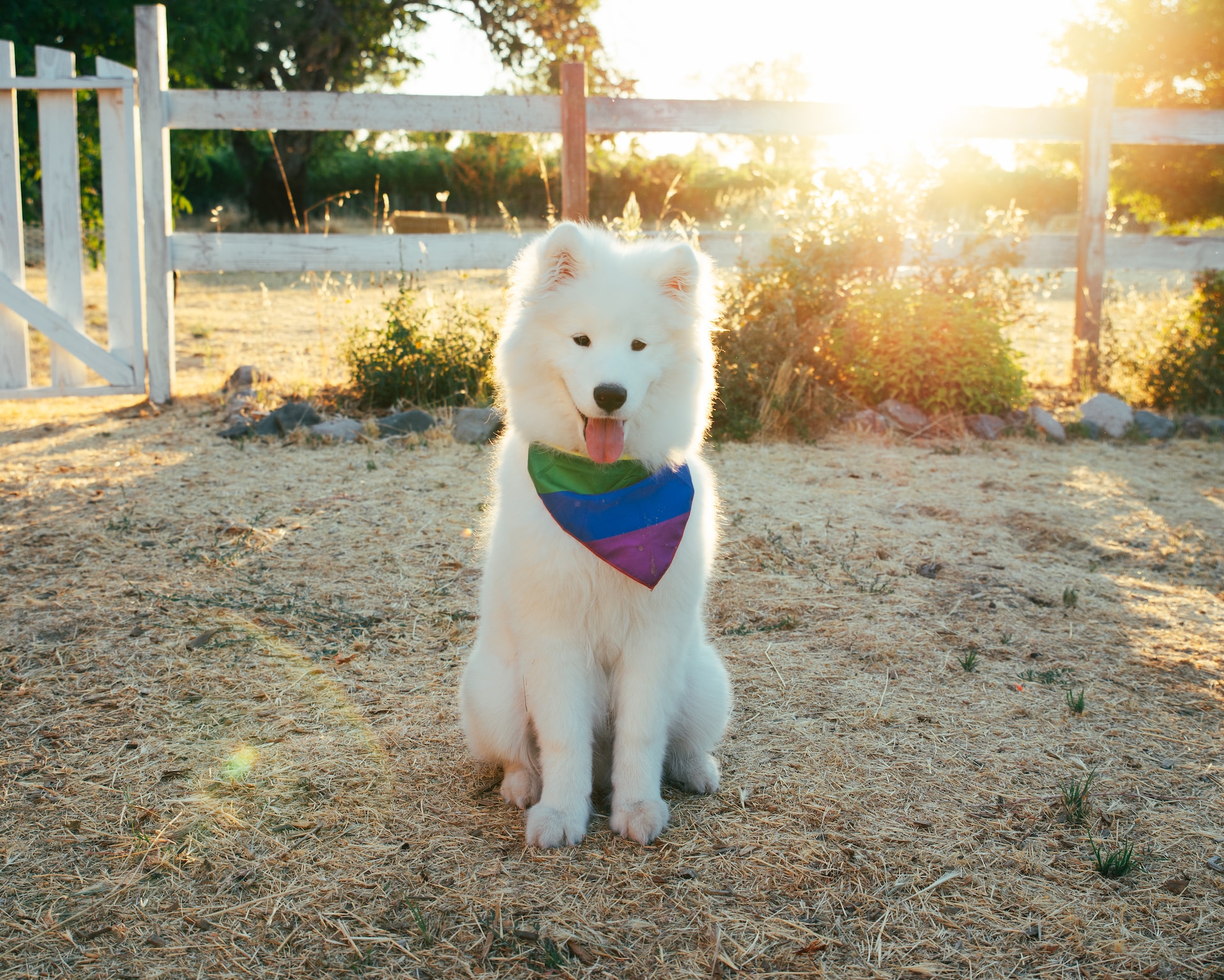 samoyed