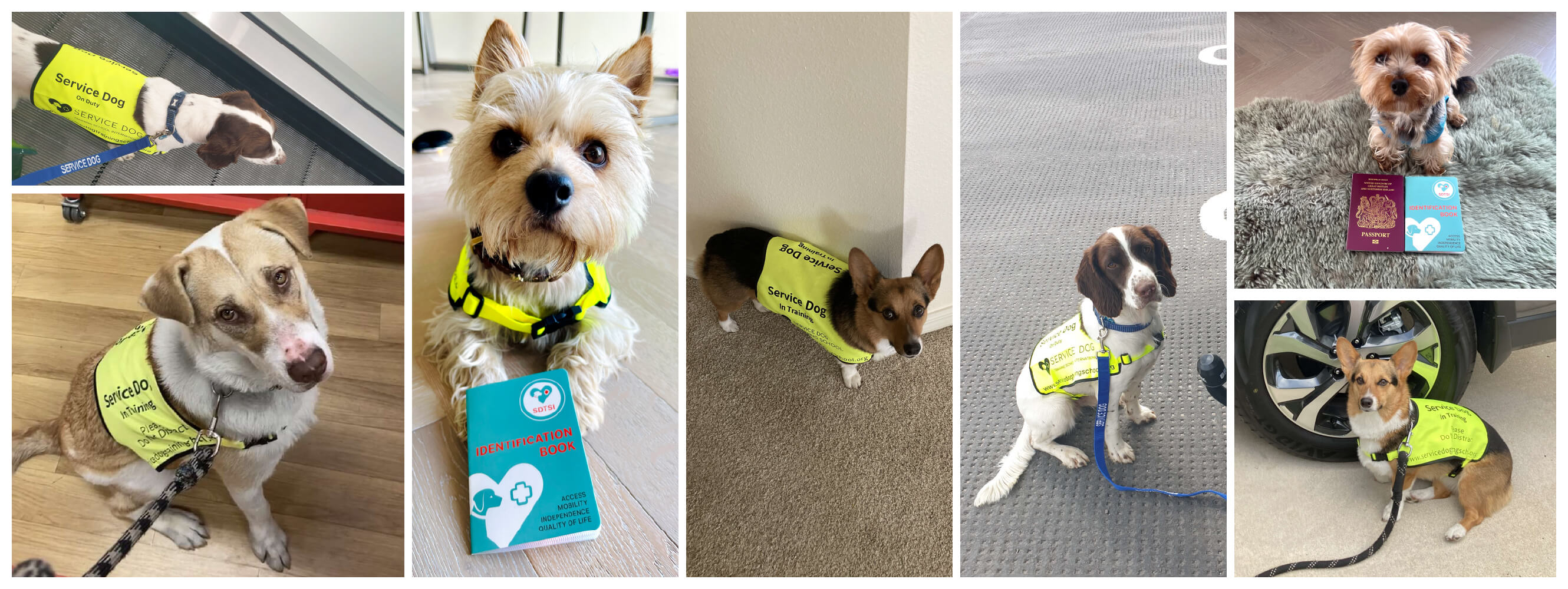 therapy dog accessories