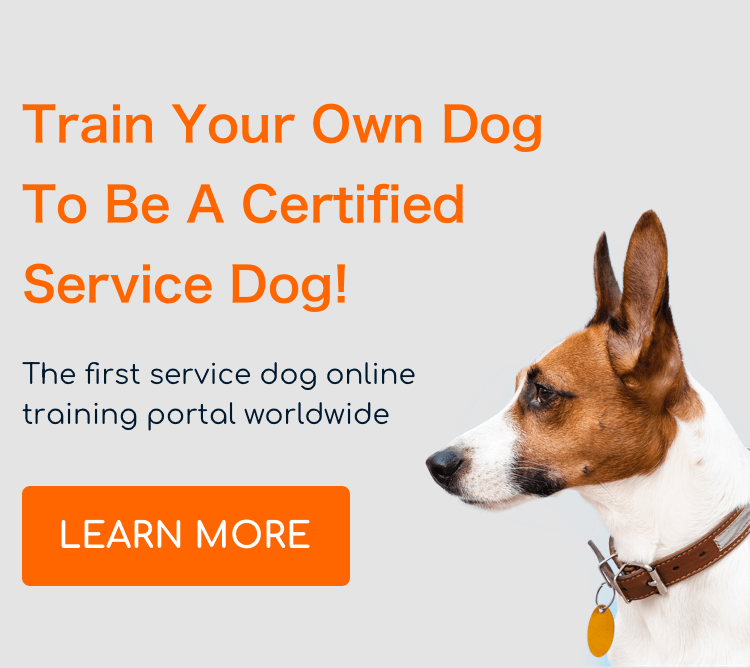 Service Dog Training School International Success